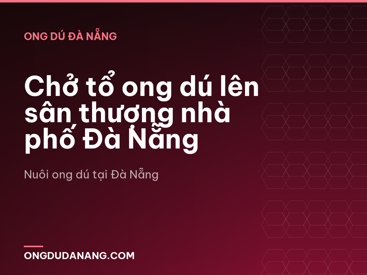 Chở tổ ong dú lên sân thượng nhà phố Đà Nẵng