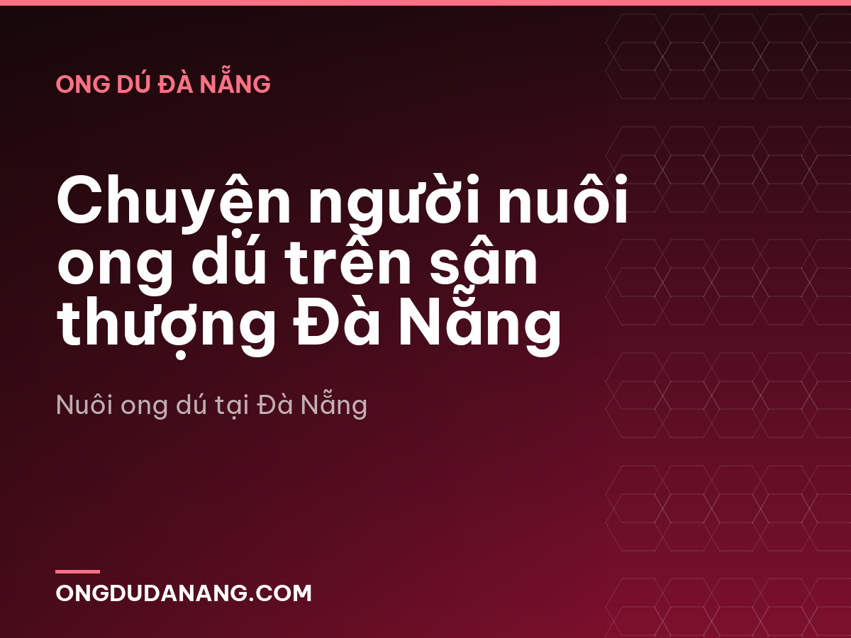 Chuyện người nuôi ong dú trên sân thượng Đà Nẵng