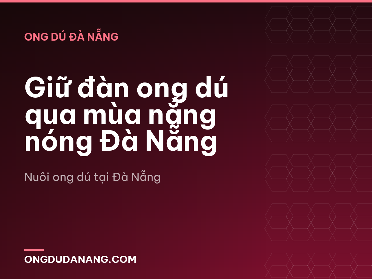 Giữ đàn ong dú qua mùa nắng nóng Đà Nẵng