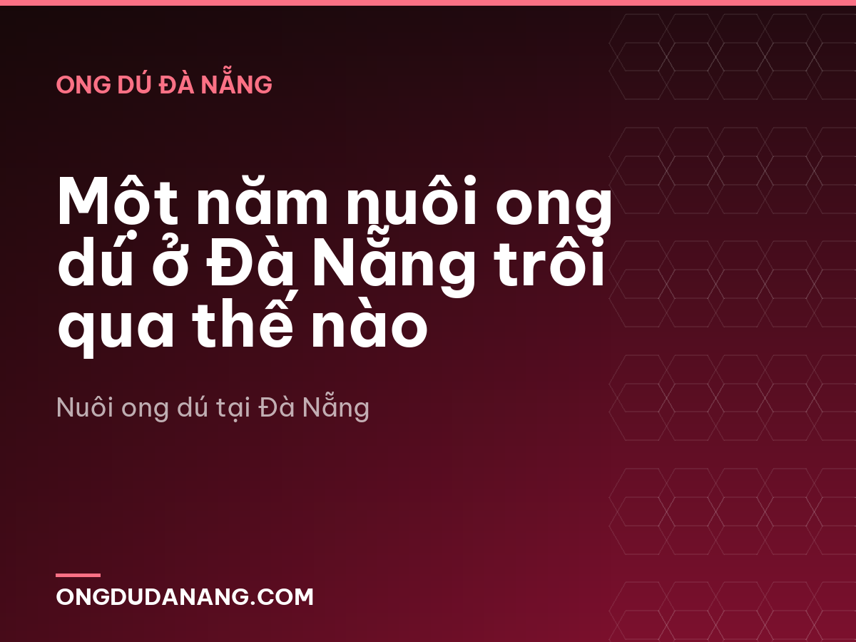 Một năm nuôi ong dú ở Đà Nẵng trôi qua thế nào