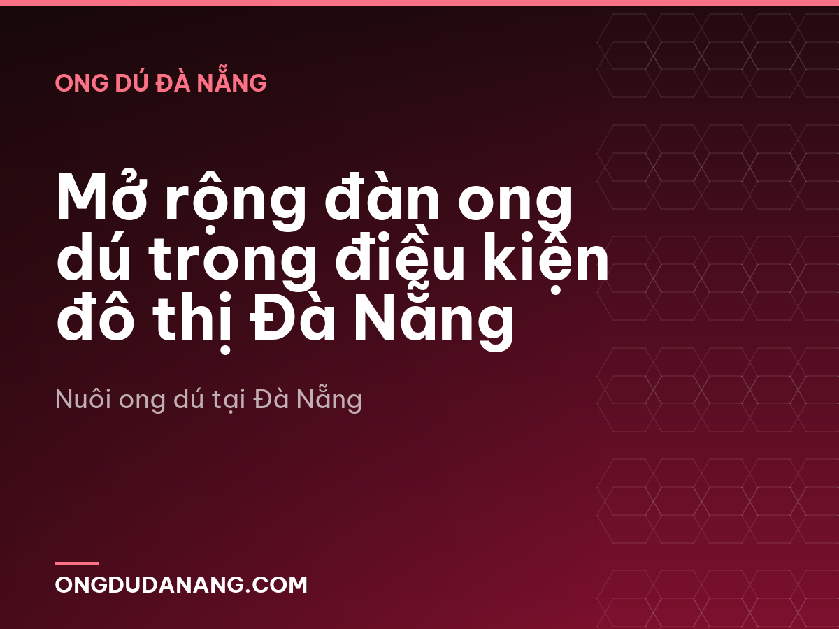 Mở rộng đàn ong dú trong điều kiện đô thị Đà Nẵng