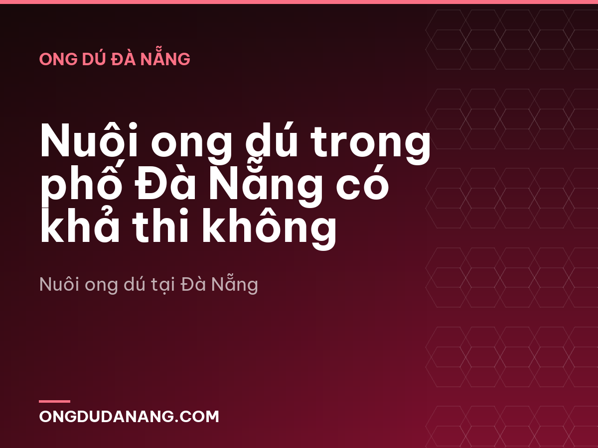 Nuôi ong dú trong phố Đà Nẵng có khả thi không