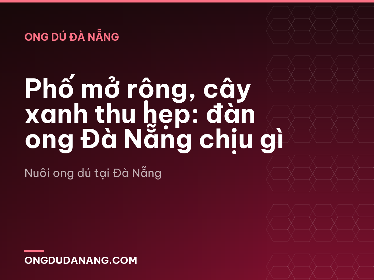Phố mở rộng, cây xanh thu hẹp: đàn ong Đà Nẵng chịu gì