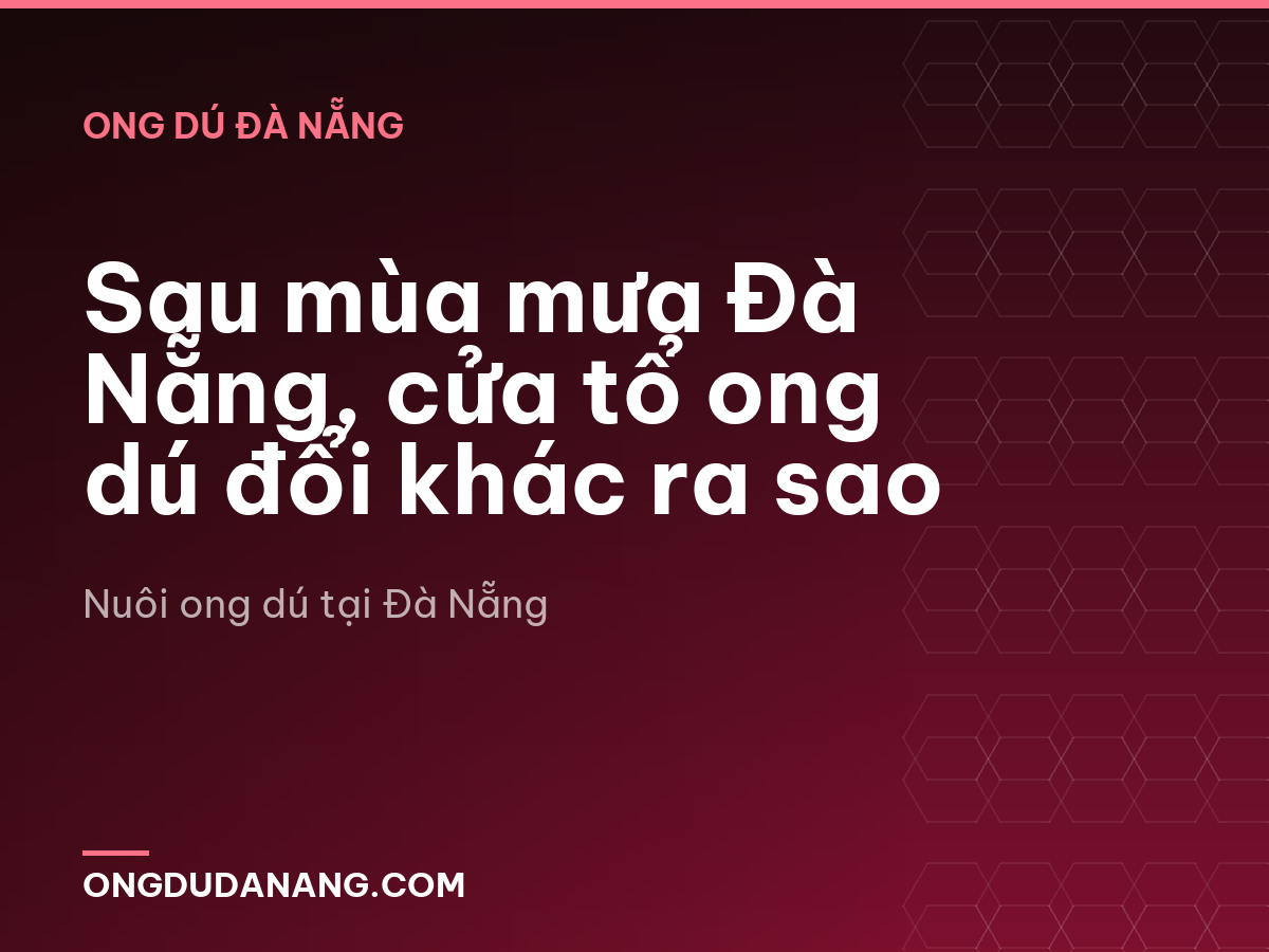 Sau mùa mưa Đà Nẵng, cửa tổ ong dú đổi khác ra sao
