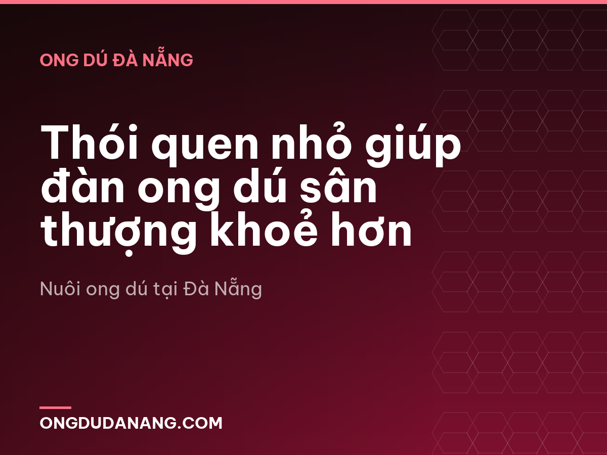 Thói quen nhỏ giúp đàn ong dú sân thượng khoẻ hơn
